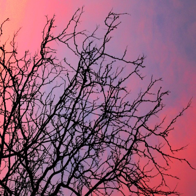 sunset_through_winter_tree_branches